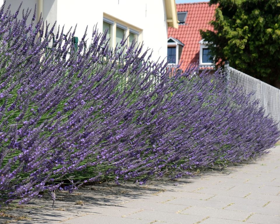 Inspiration Plantipp